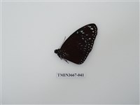 藏品(蛺蝶科(1))的圖片